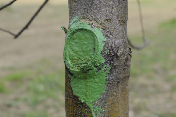 Painting Over Pruning Cuts: Why Tree Experts Recommend Against It